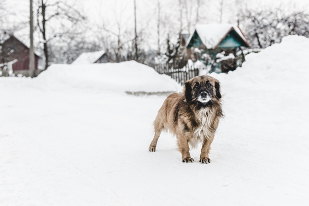Selektiver Fokus des Hundes, der in der Nähe von Häusern steht, die mit Schnee bedeckt sind  - Foto, Bild