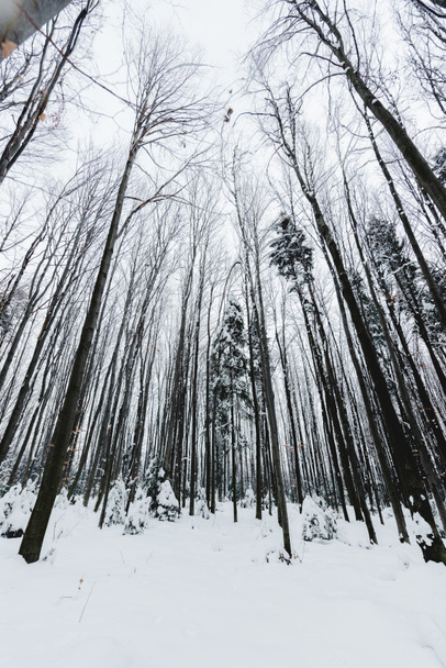 alacsony, szög, kilátás a fatörzsek behavazott téli erdőben - Fotó, kép