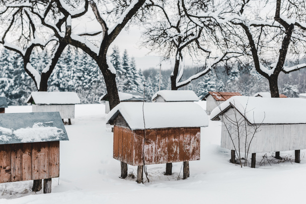 wooden beehives covered with snow among trees - Photo, Image