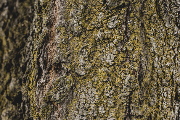 Közelkép a texturált fa kéreg borított moha - Fotó, kép