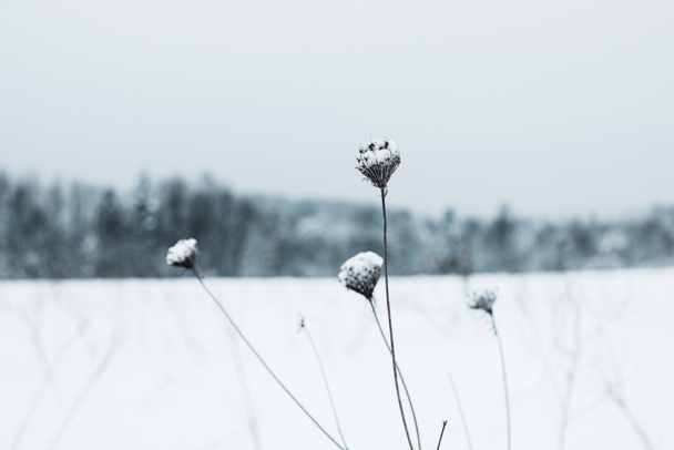selective focus of dry field flowers covered with snow - Zdjęcie, obraz