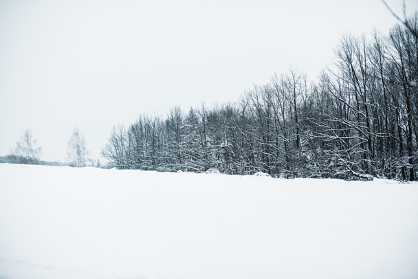 árboles secos cubren de nieve en los carpatos
 - Foto, Imagen