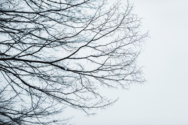branches d'arbres secs avec neige contre ciel bleu clair
 - Photo, image