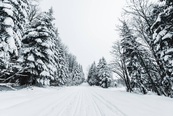 Tie Karpaattien vuoristossa lumen peitossa kuusien keskellä  - Valokuva, kuva