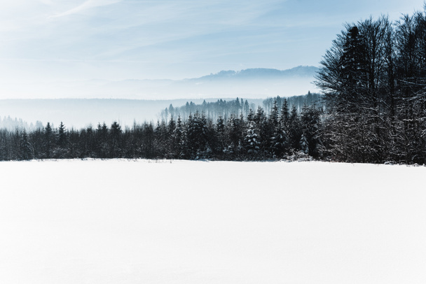 blue cloudy sky and winter snowy mountain forest in carpathians - Photo, Image