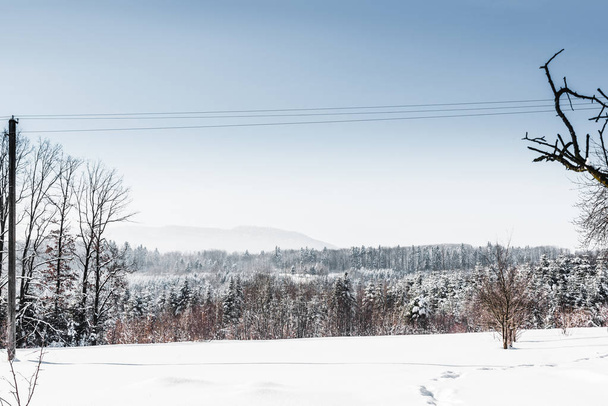 Snowy biały Las w Karpatach z jasne, Błękitne niebo - Zdjęcie, obraz
