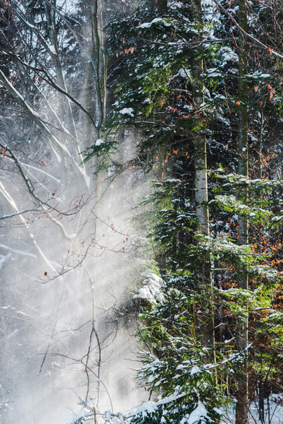 floresta com sol através de galhos de árvores verdes e neve
 - Foto, Imagem