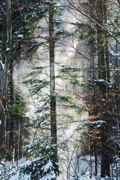 forest with sunshine through green trees and snowfall - Фото, изображение
