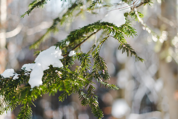 szelektív összpontosít a hóval borított zöld a fenyő ága - Fotó, kép