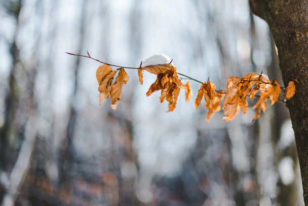 selective focus of dry tree branch with snow and leaves - Foto, Imagem