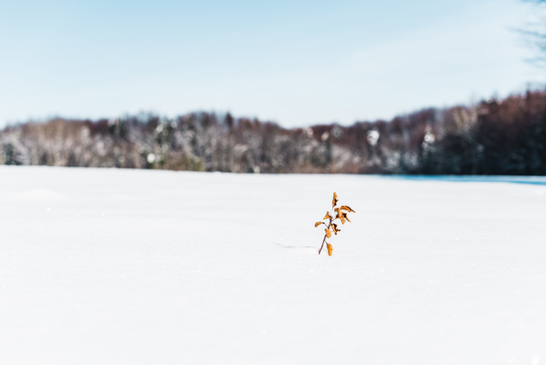 selective focus of small dry plant with leaves in snow  - Foto, afbeelding