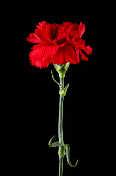 rote Nelkenblüten isoliert auf schwarzem Hintergrund - Foto, Bild