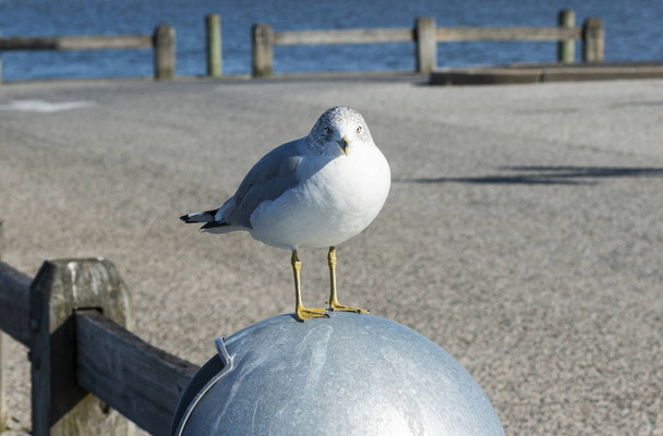 A seagull is staring at the camera while standing on a garbage can at the babylon village docks. - Photo, Image
