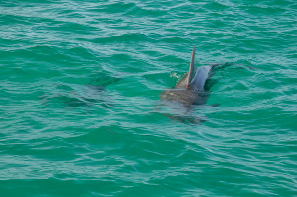 Μοναδικό Dolphin στον ωκεανό - Φωτογραφία, εικόνα