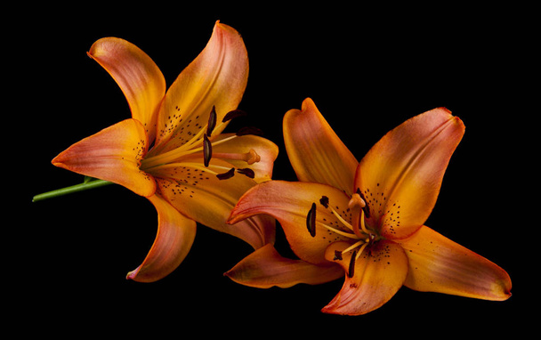 Liliom virágok elszigetelt fekete háttér - Fotó, kép