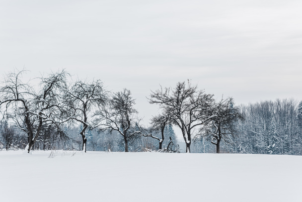 festői kilátással a Kárpátok és a hóval borított fák  - Fotó, kép