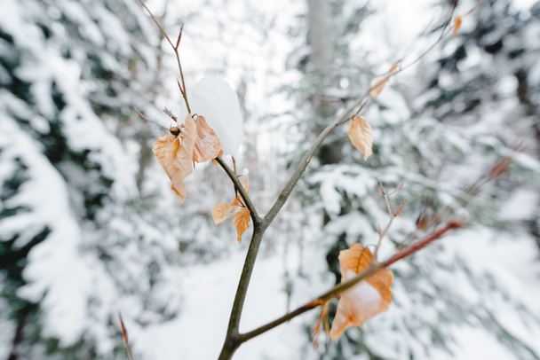 selective focus of tree branches with snow on dry leaves - Fotó, kép