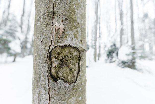 selective focus of wooden tree trunk in snowy winter forest - Foto, Imagen
