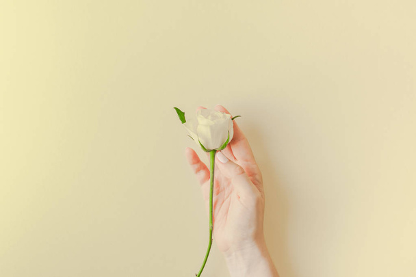 Creative top view flat lay woman hands holding fresh white roses bouquet with copy space pastel paper background minimalism style. Template feminine blog social media holiday wedding invitation card - 写真・画像