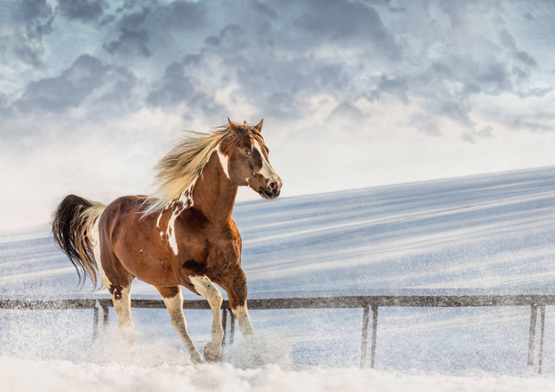 Fantástico caballo DJ Valentine en día soleado en invierno. República Checa
 - Foto, Imagen
