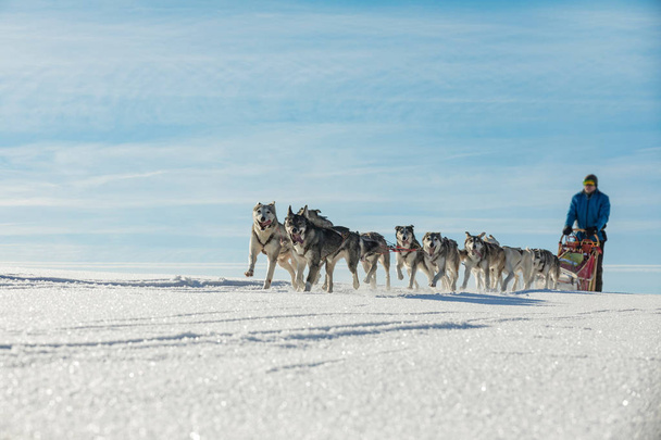 Zespół czterech husky psy sanki uruchomiona na zaśnieżonej drodze pustyni. Na sankach z psami husky w zimowych czeskiej wsi. Husky psy w zespole w zimowy krajobraz. Grupa psów gończych psów pies wyścigach. - Zdjęcie, obraz