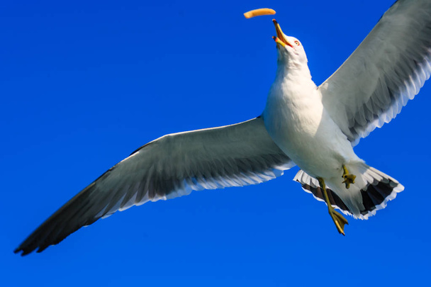a seagull gliding in the West Sea - Photo, image