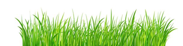 Frontera de hierba verde, ilustración vectorial - Vector, imagen