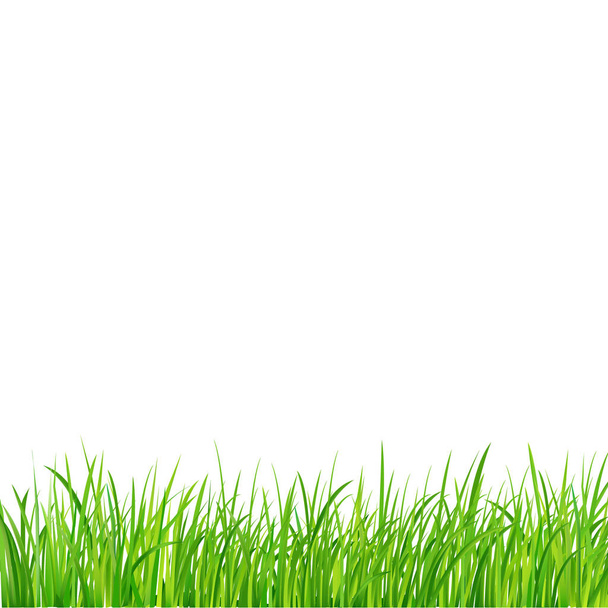 Green Grass Border, Vector Illustration  - Vector, afbeelding