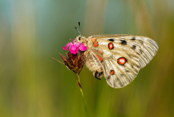 Apollo Buterfly Parnassius apollo в Чехии
 - Фото, изображение