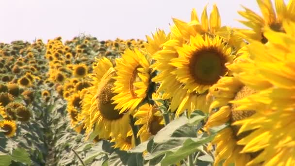 Bloeiende veld met een prachtige zonnebloemen In de zomer. - Video