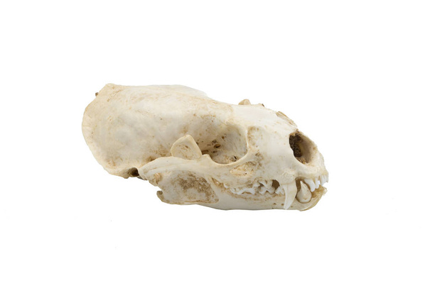 lontra eurasiatica (Lutra lutra), cranio di mammifero
 - Foto, immagini