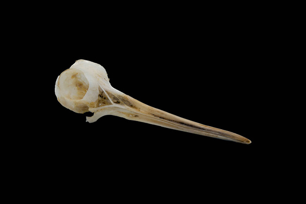 Bécasse d'Eurasie (Scolopax rusticola), crâne d'oiseau avec fond blanc
 - Photo, image