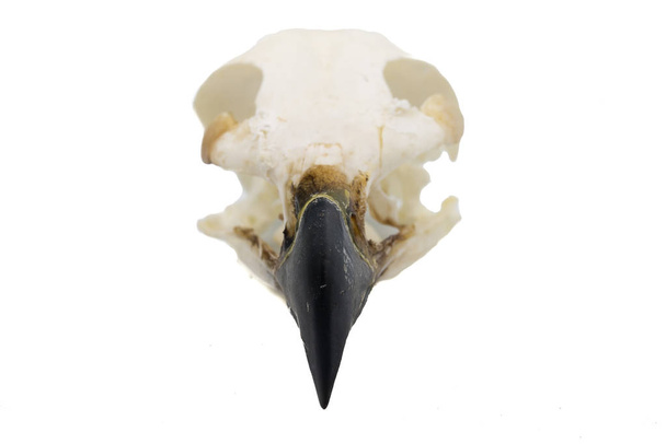 Golden Eagle (Aquila chrysaetos) Bird skull with white background - Photo, Image