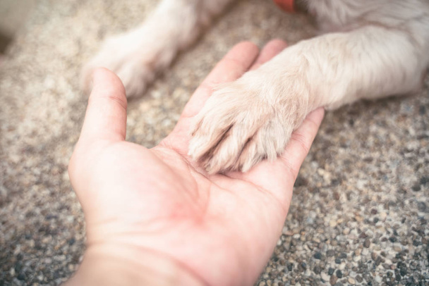 Lidská ruka drží psí tlapa pojetí přátelství mezi člověkem a zvířetem. - Fotografie, Obrázek