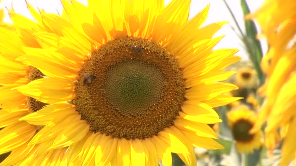 Abejas de miel recogen polen en un girasol
 - Metraje, vídeo