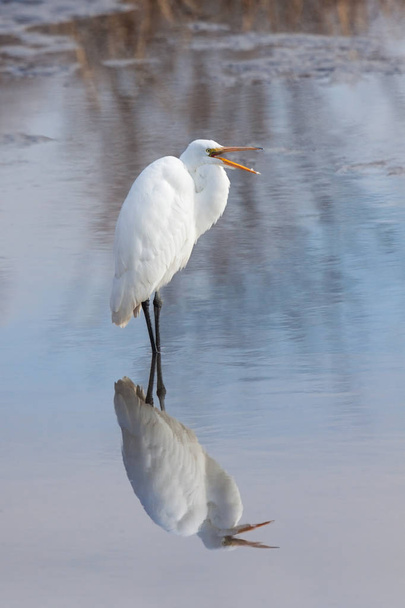 Une grande erget sculpturale reflète son élégant plumage blanc dans un étang peu profond. Il ouvre son bec pour crier dans une tentative d'effrayer les envahisseurs loin de son territoire
. - Photo, image