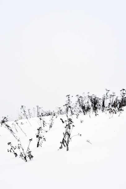 Field grass in winter during a blizzard. - 写真・画像