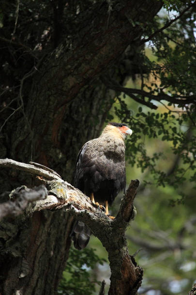 Cappucci Uccello caracara in Patagonia
  - Foto, immagini