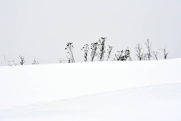 Field grass in winter during a blizzard. - 写真・画像