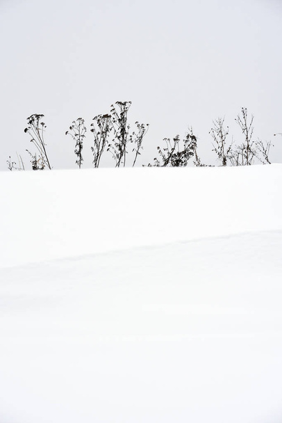Field grass in winter during a blizzard. - Photo, Image