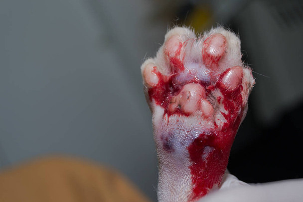 pata de gato con herida por mordedura, infección y edema, pus
 - Foto, imagen