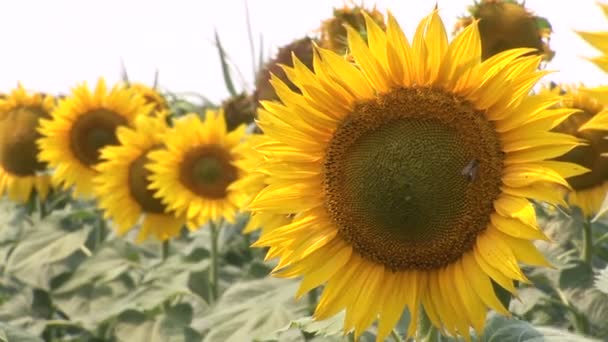 Bloeiende veld met een prachtige zonnebloemen. - Video