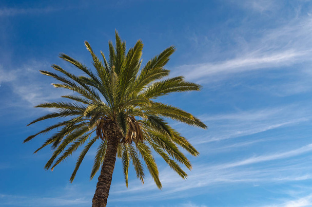Date palm tree on the background of blue sky. Palm tree in Tunisia. - Photo, Image