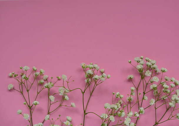 vista superior de pequenas flores brancas delicadas de Gypsophila paniculata sobre fundo rosa. rosa doce. Miúdos. espaço para texto
. - Foto, Imagem