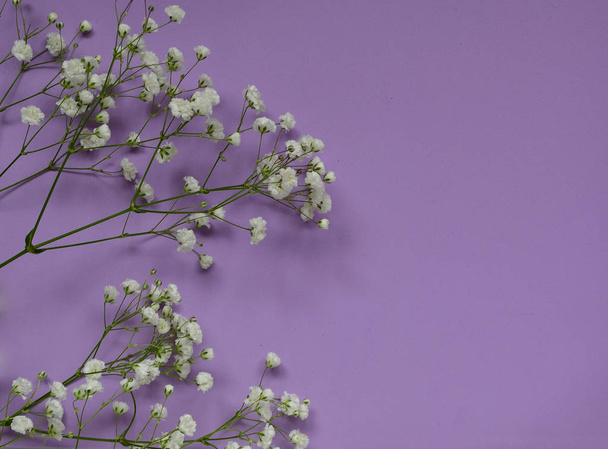 vista superior de pequeñas flores blancas delicadas de Gypsophila paniculata sobre un fondo púrpura. Niños. espacio para texto
. - Foto, Imagen