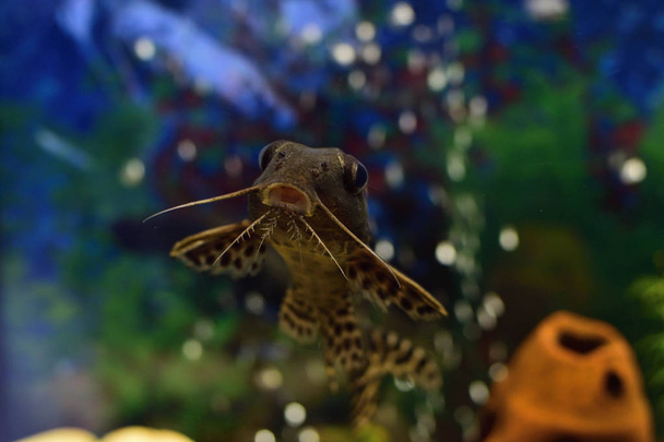 Retrato de pez gato giratorio (Synodontis nigriventris) peces de acuario
 - Foto, imagen