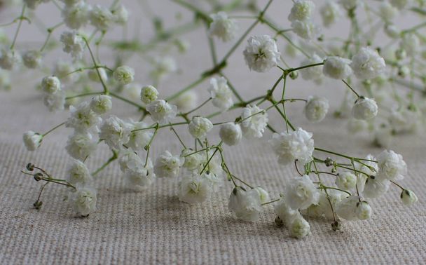 自然布の背景にしたシュッコンカスミソウの小さい白い繊細な花のクローズ アップ。選択と集中. - 写真・画像