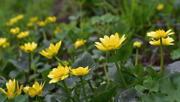  Vähemmän Celandine (Ficaria verna). Ensimmäinen kevät keltaisia kukkia
. - Valokuva, kuva