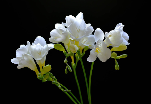 Primer plano del ramo de ramitas de freesia con flores blancas sobre un fondo negro
 - Foto, imagen