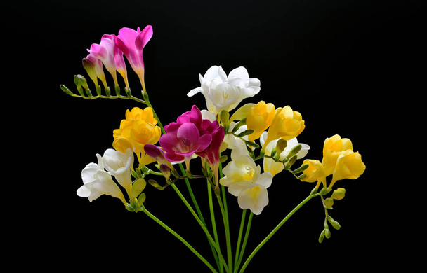 Primer plano de ramitas de ramo de freesia con flores de color blanco brillante, rosa, rojo y amarillo sobre un fondo negro
 - Foto, imagen